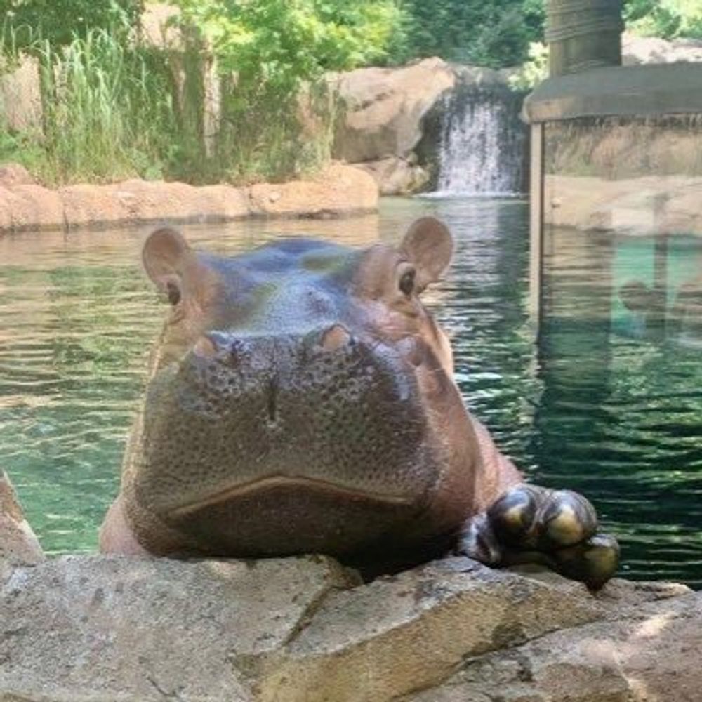 Cincinnati Zoo (Automated Mirror)