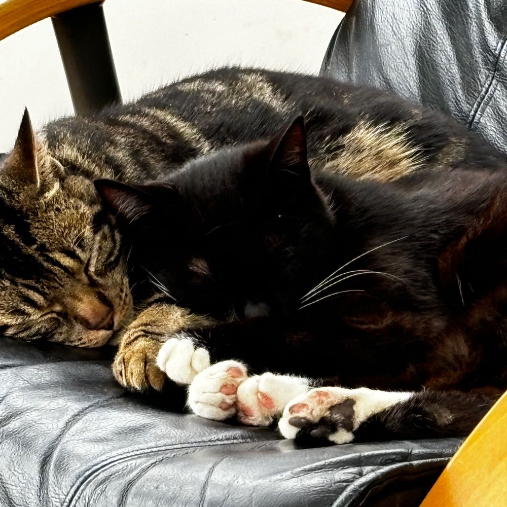 Otto and Otis the Hurst Rise Road cats
