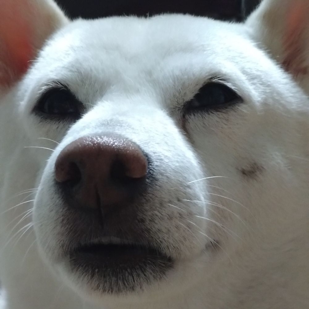 まゆもちに