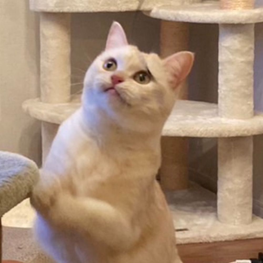 パンス