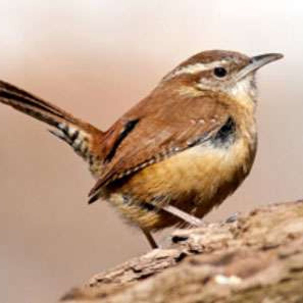Wren