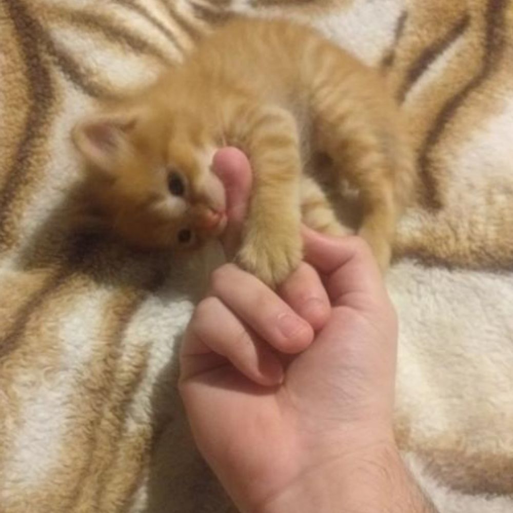 POCHIT, EL DESTRUCTOR