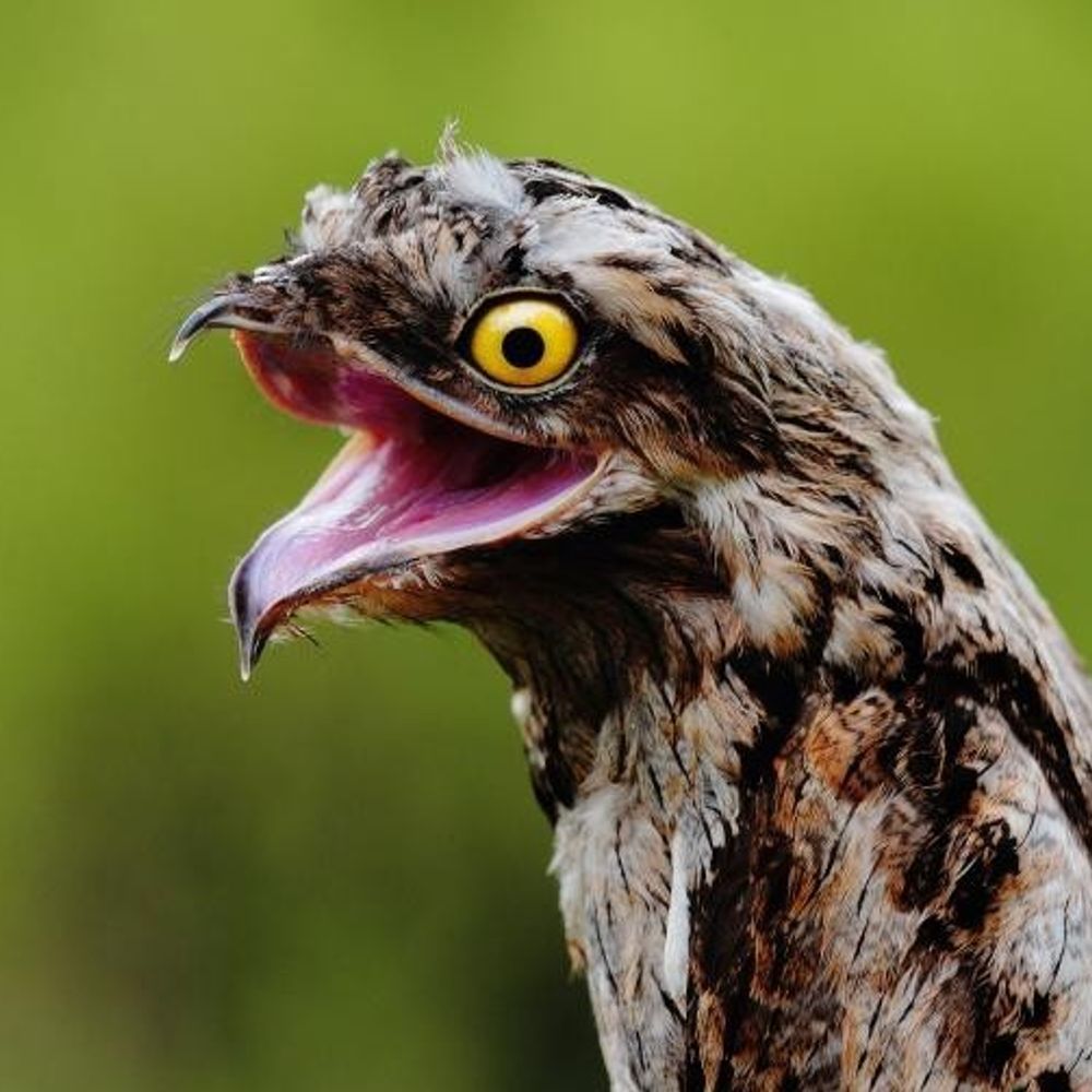 BootsThaRareBirb