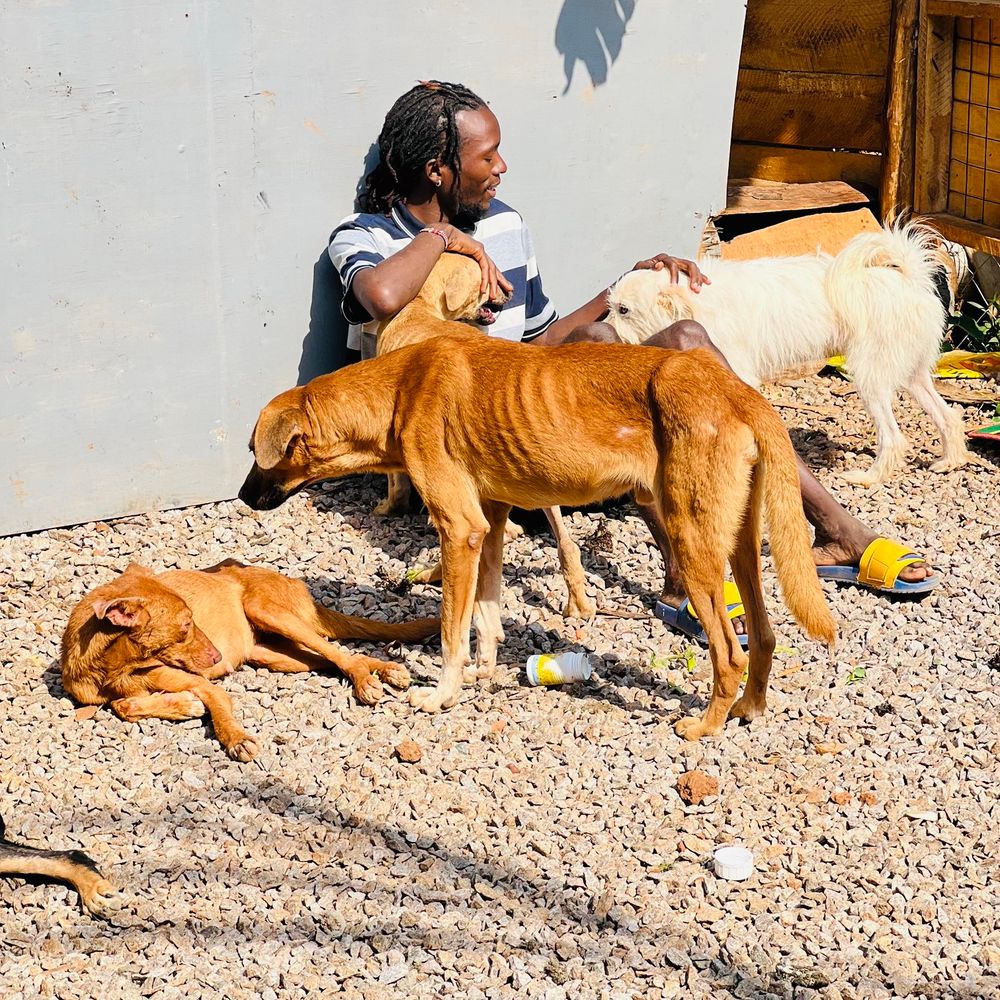 HAPPY DOGS RESCUE