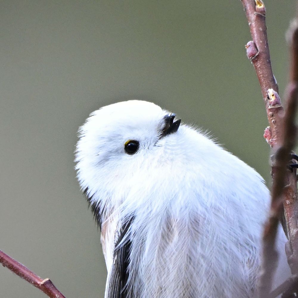 藻岩山（食虫植物栽培録・野鳥・写真など）