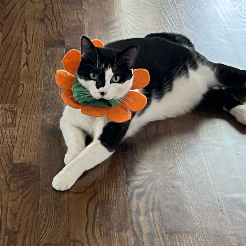 George Catstanza