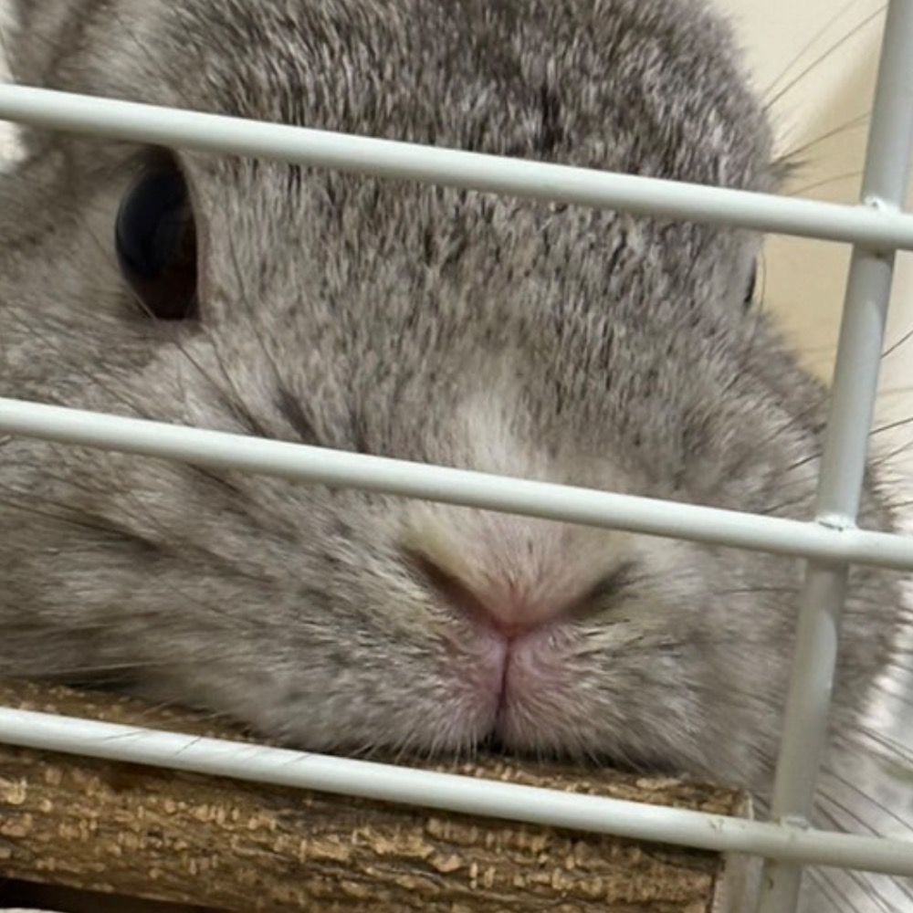 ニャオリズム