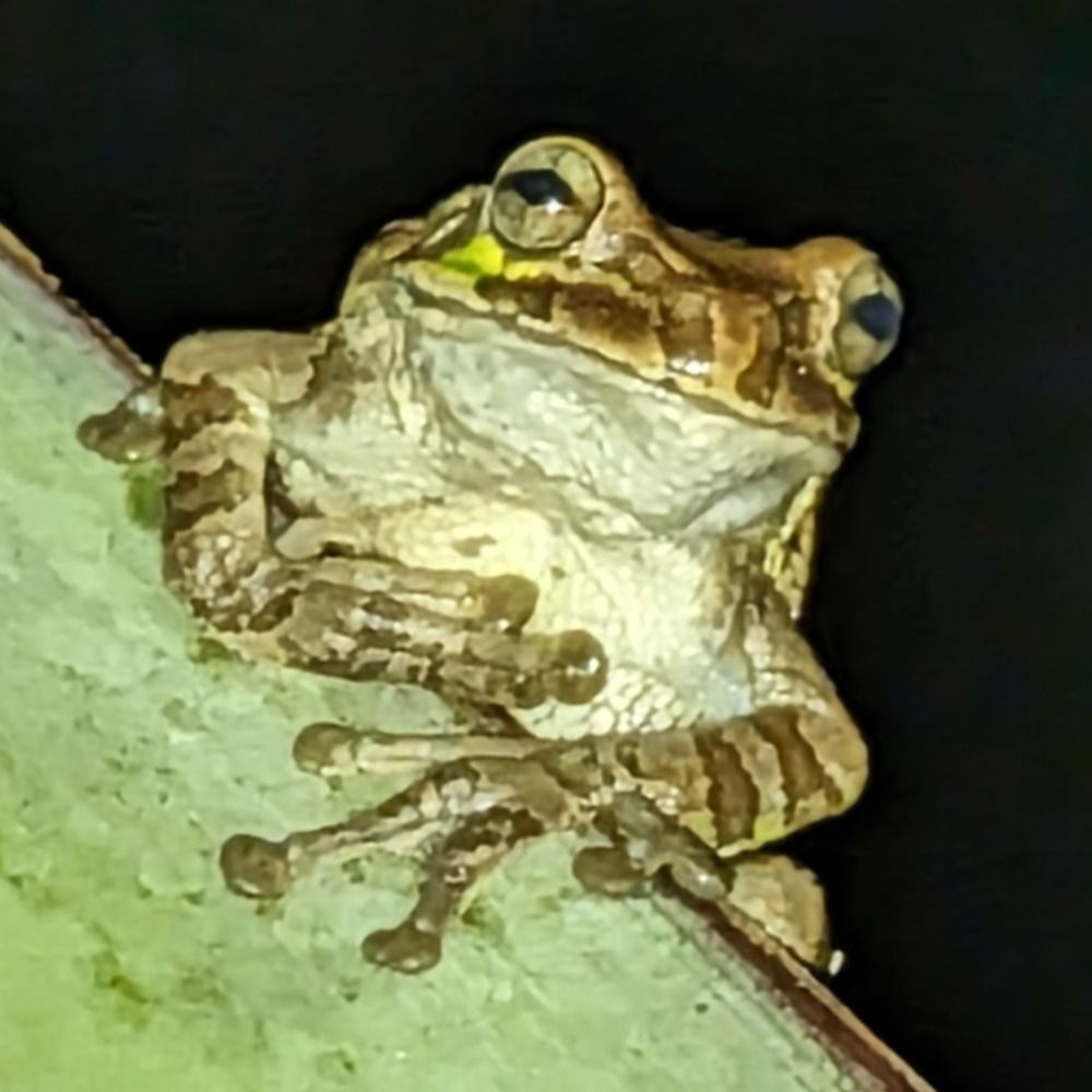 Sapo Loco