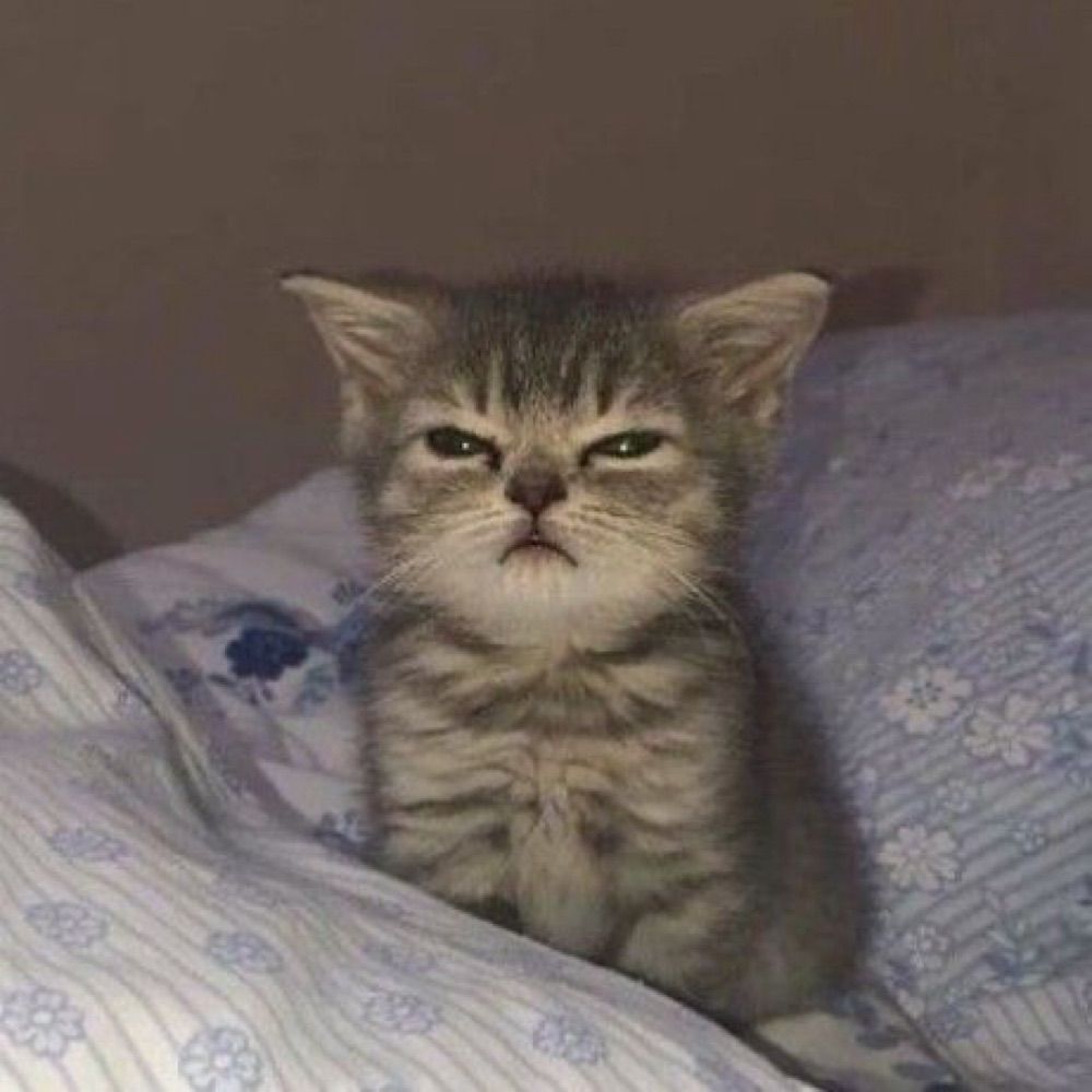 ★ 🐈‍⬛