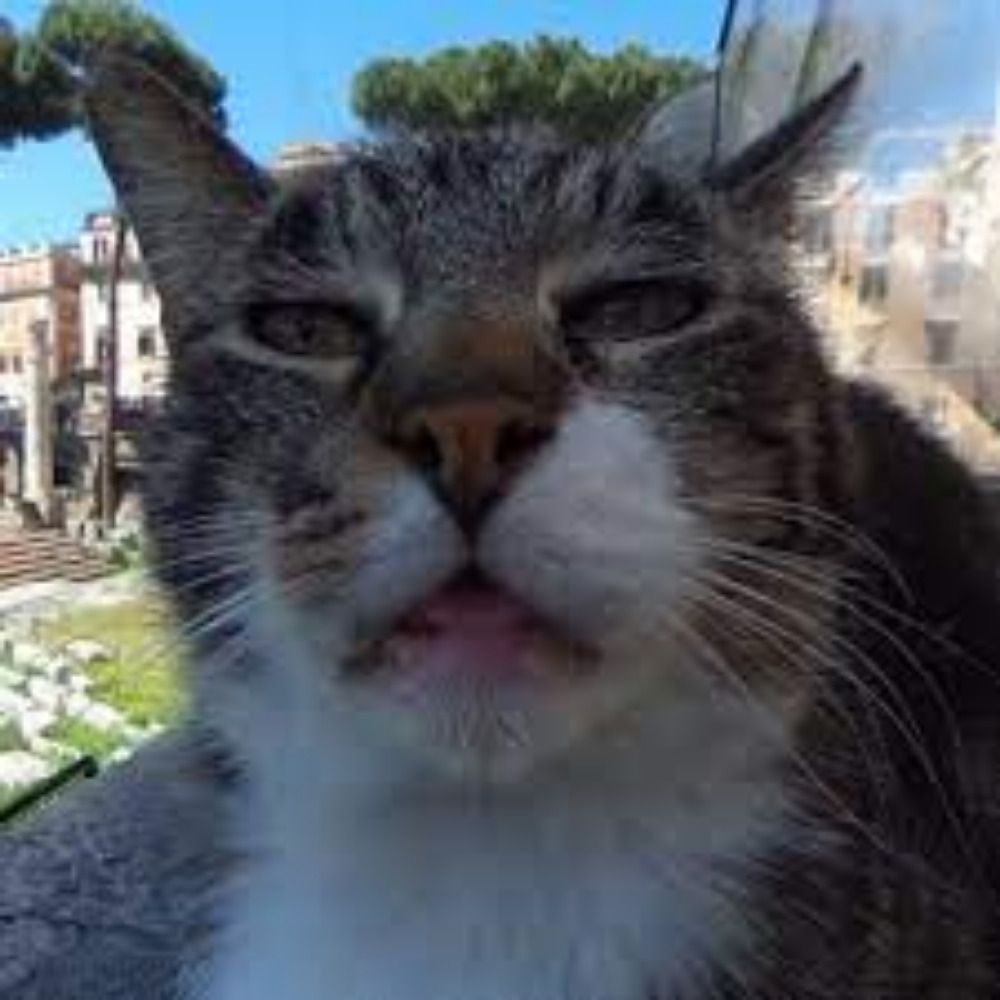 Meer Katnip