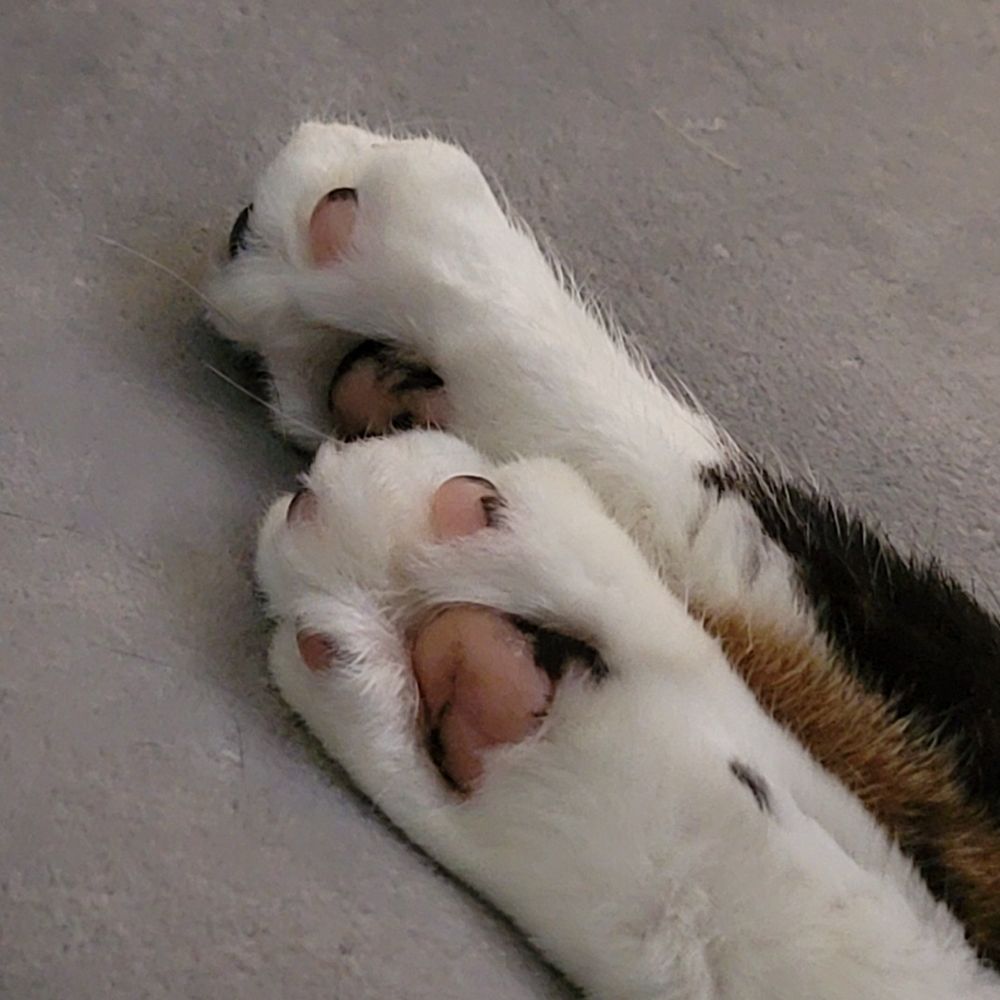 xuunies 🐱🌸