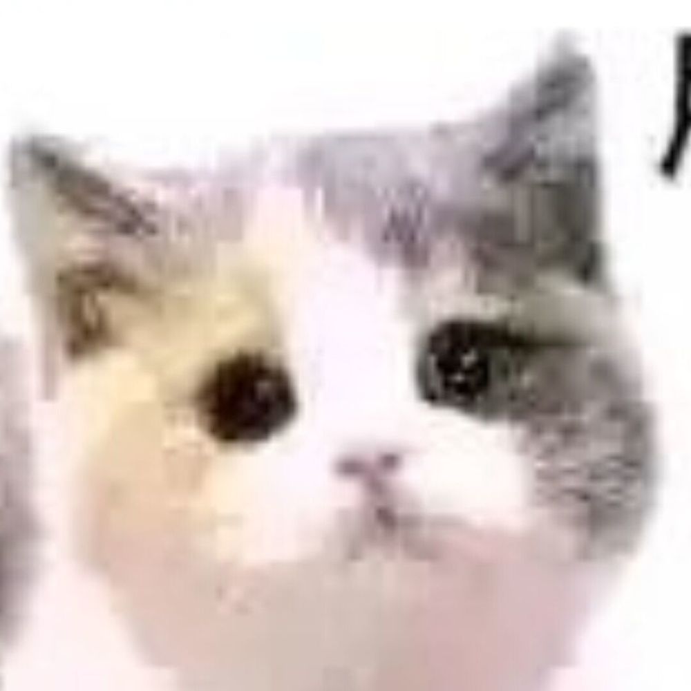 dolphincat