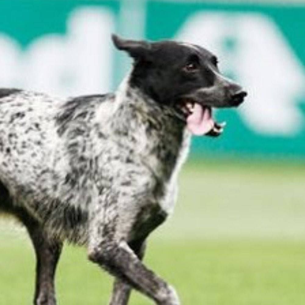 Cachorros em Campo