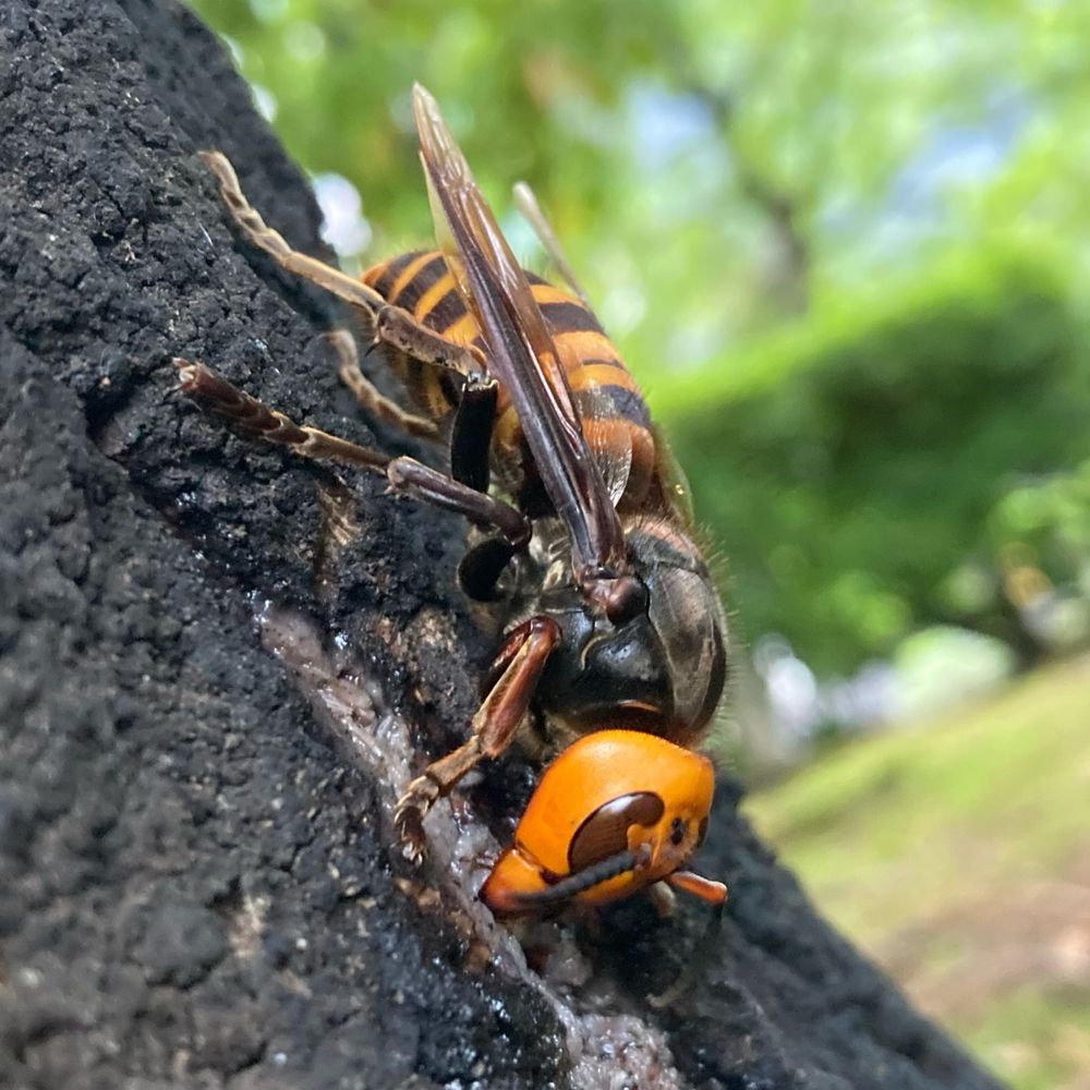 葉月の標本箱
