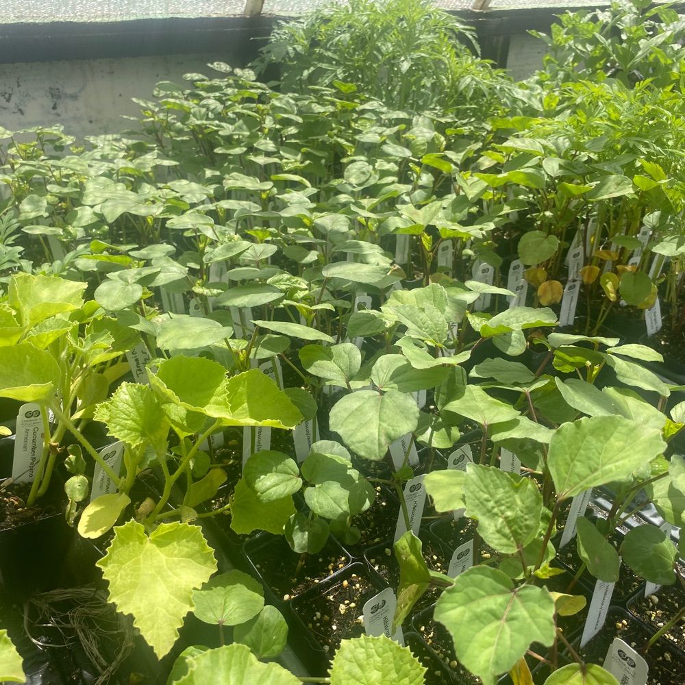 compost fire 