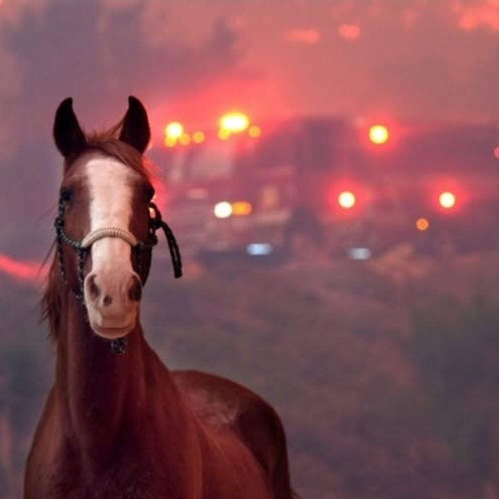 EquestrianO