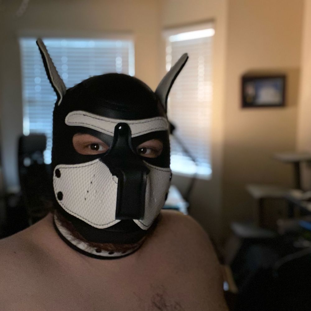 Pup Orion 
