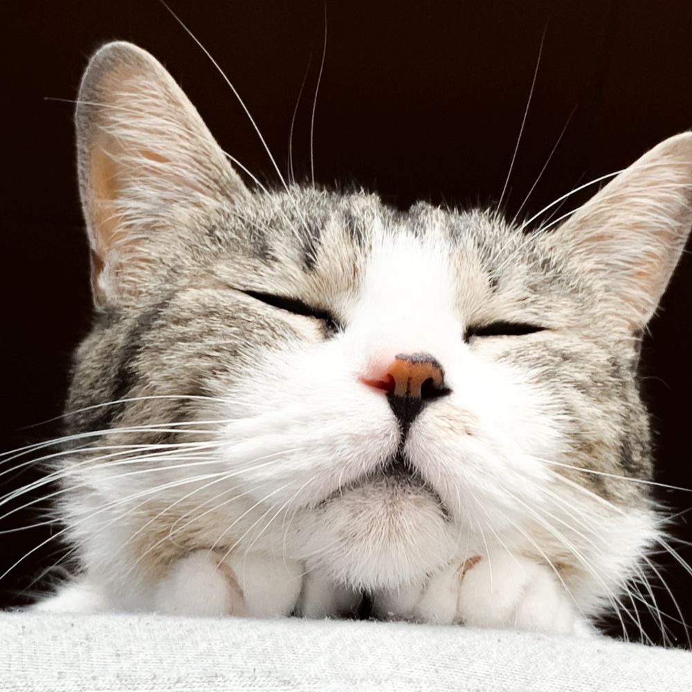 まさい