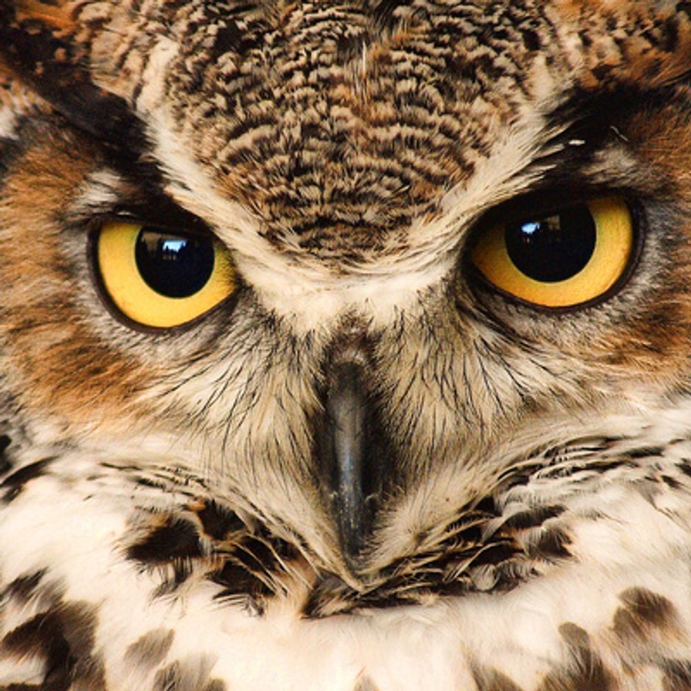 sirhootsalot.bsky.social