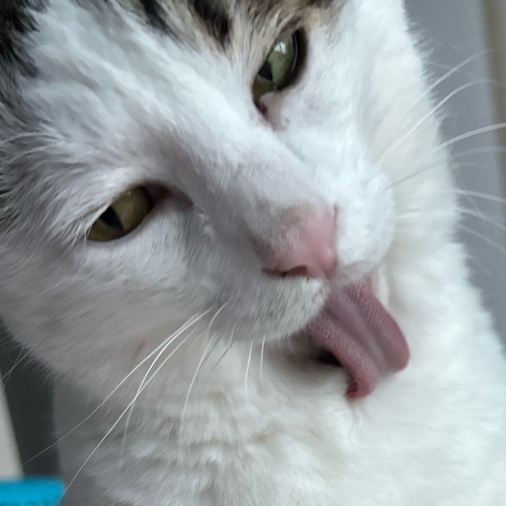 고양이주인