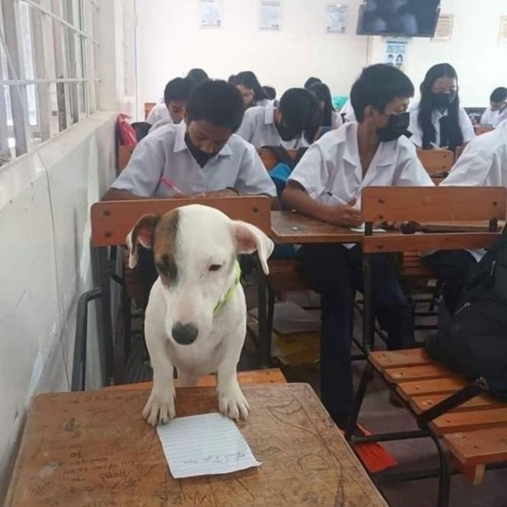 Capivarinha10