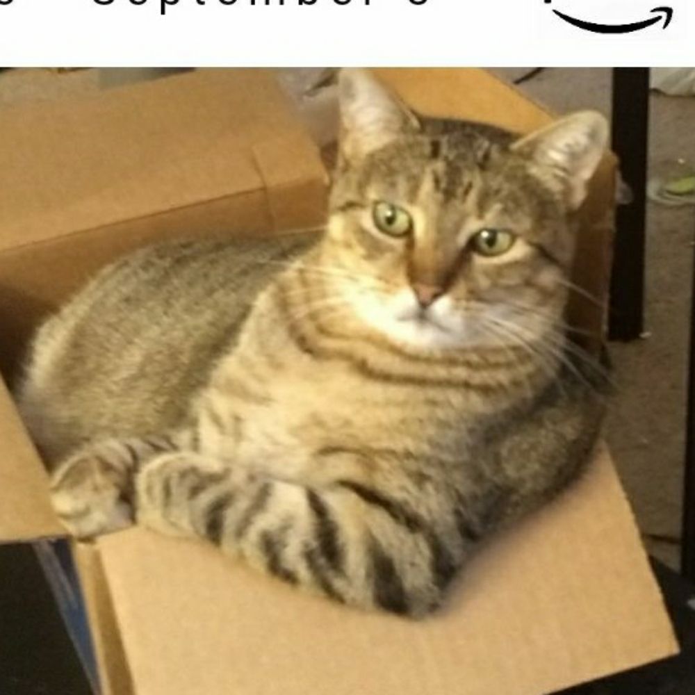 Cat_Daddy