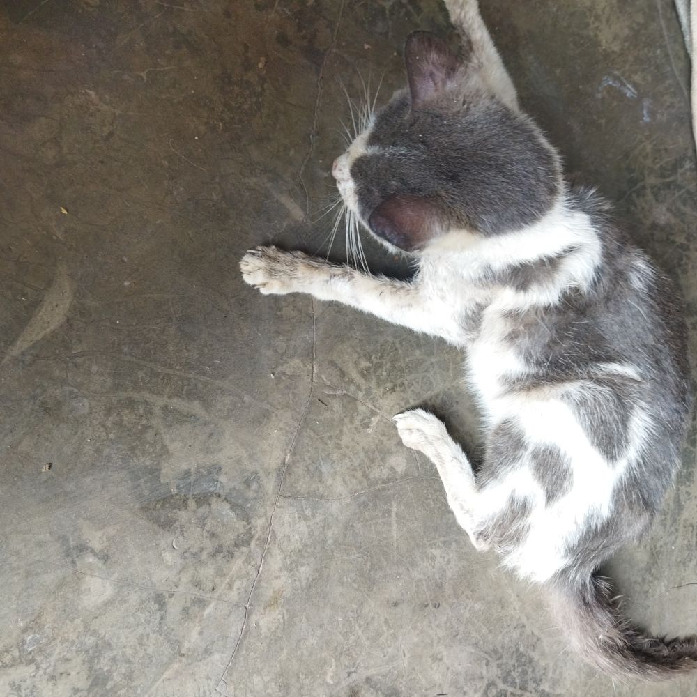 Animals lover . Rescue and save dogs and cats