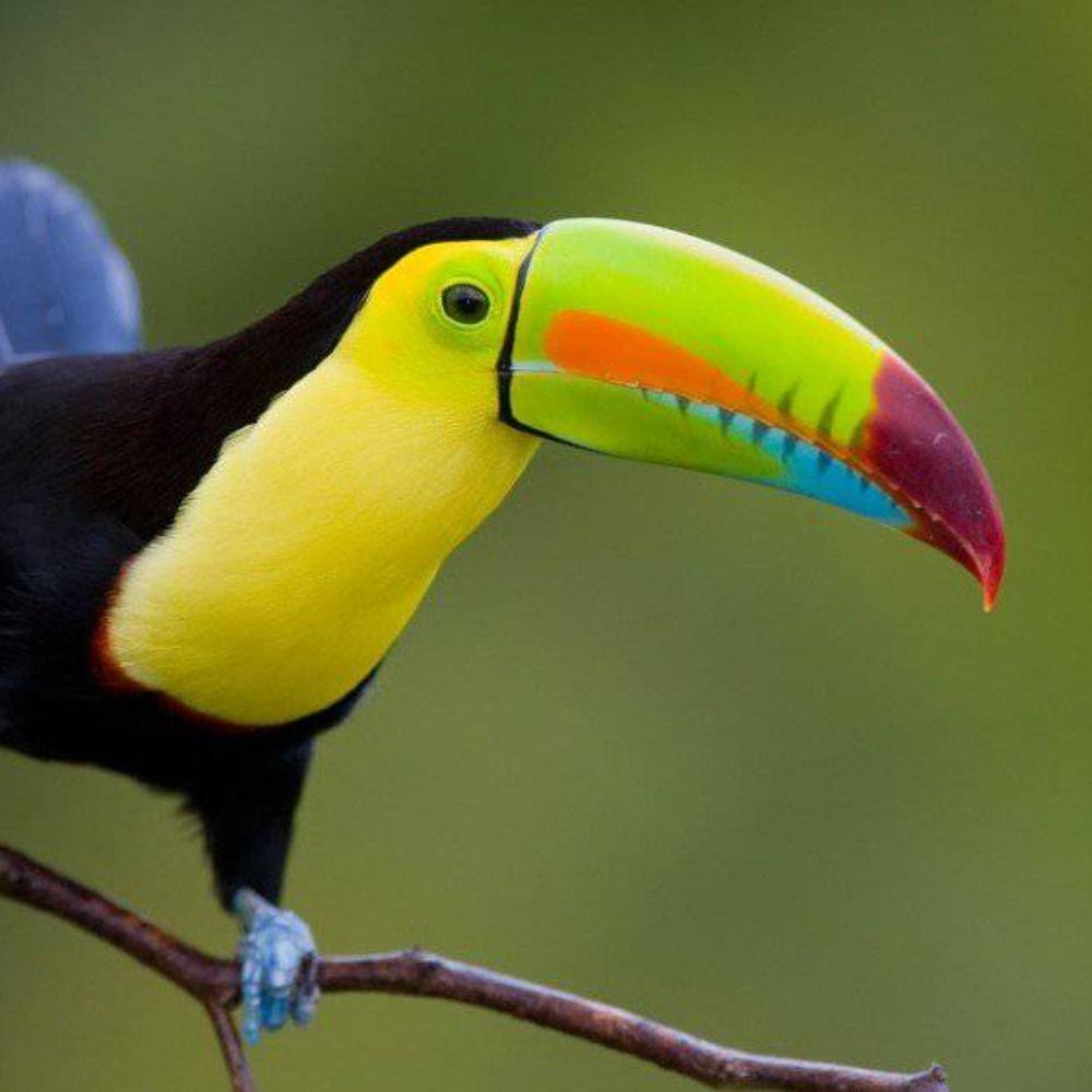 Tucano2