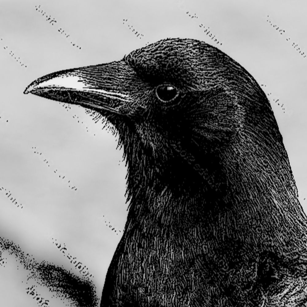 A Foolish Crow