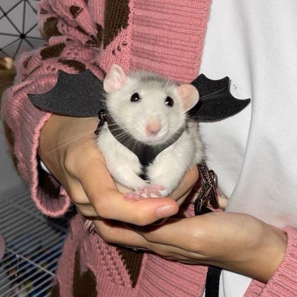 Charlie's Rat nest