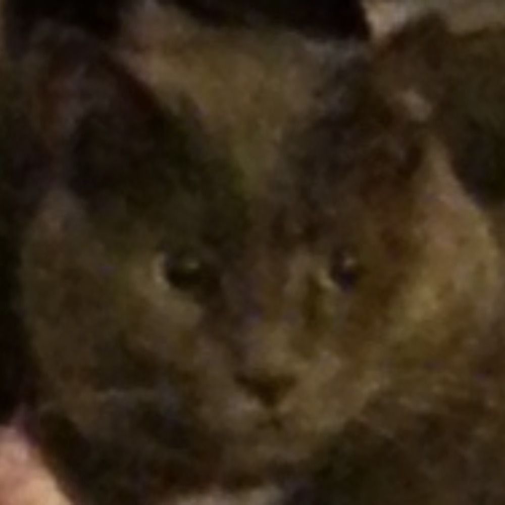 Blurry Cat Face's avatar