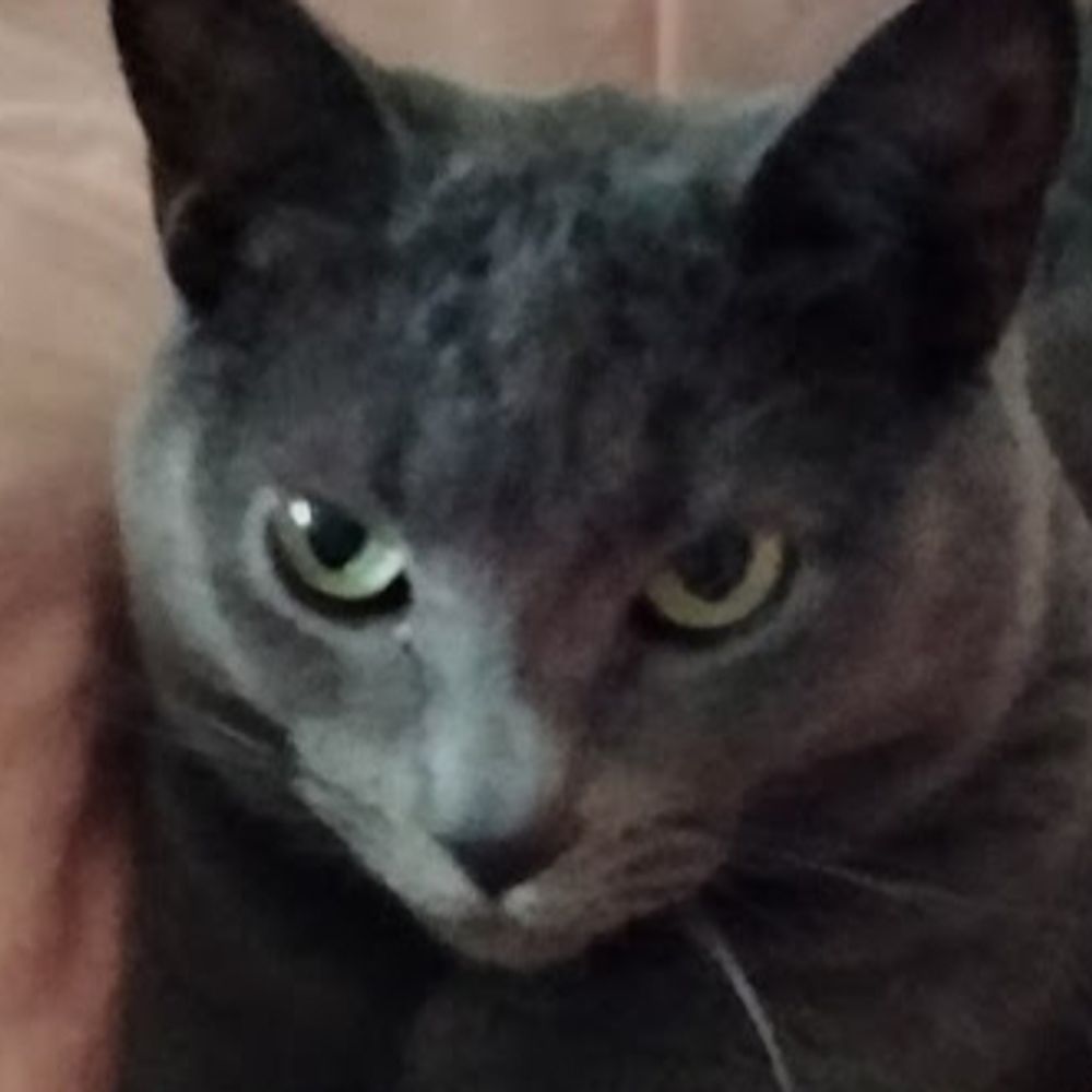 Blurry Cat Face