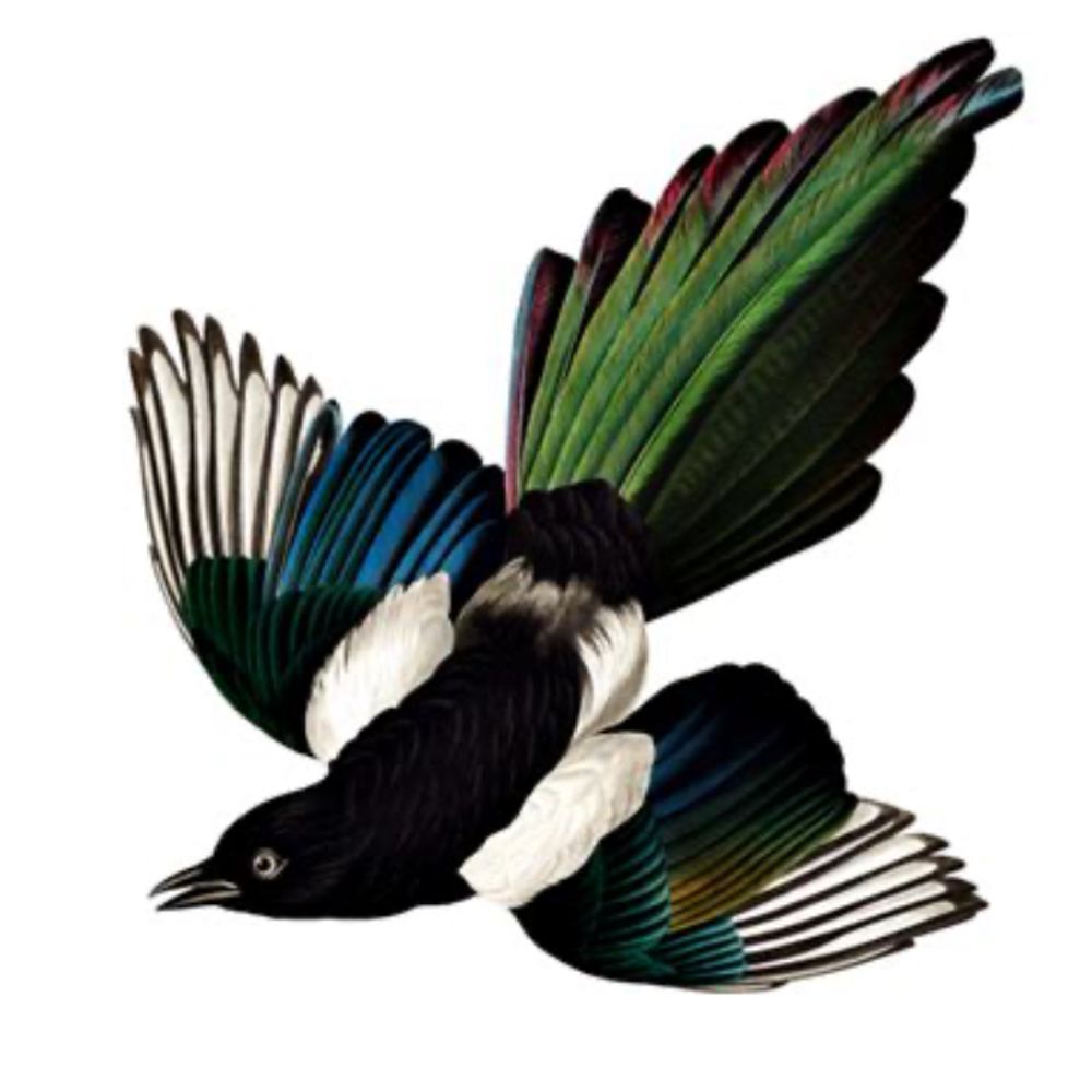 Ms Magpie