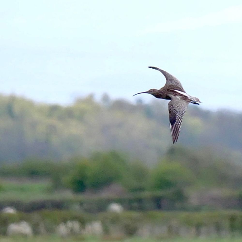 Curlew Recovery South Lakes