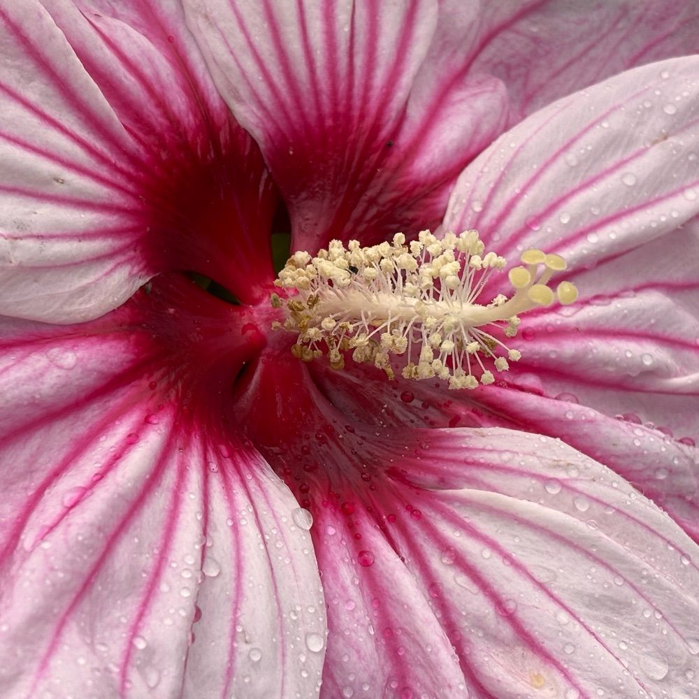 Virginia
