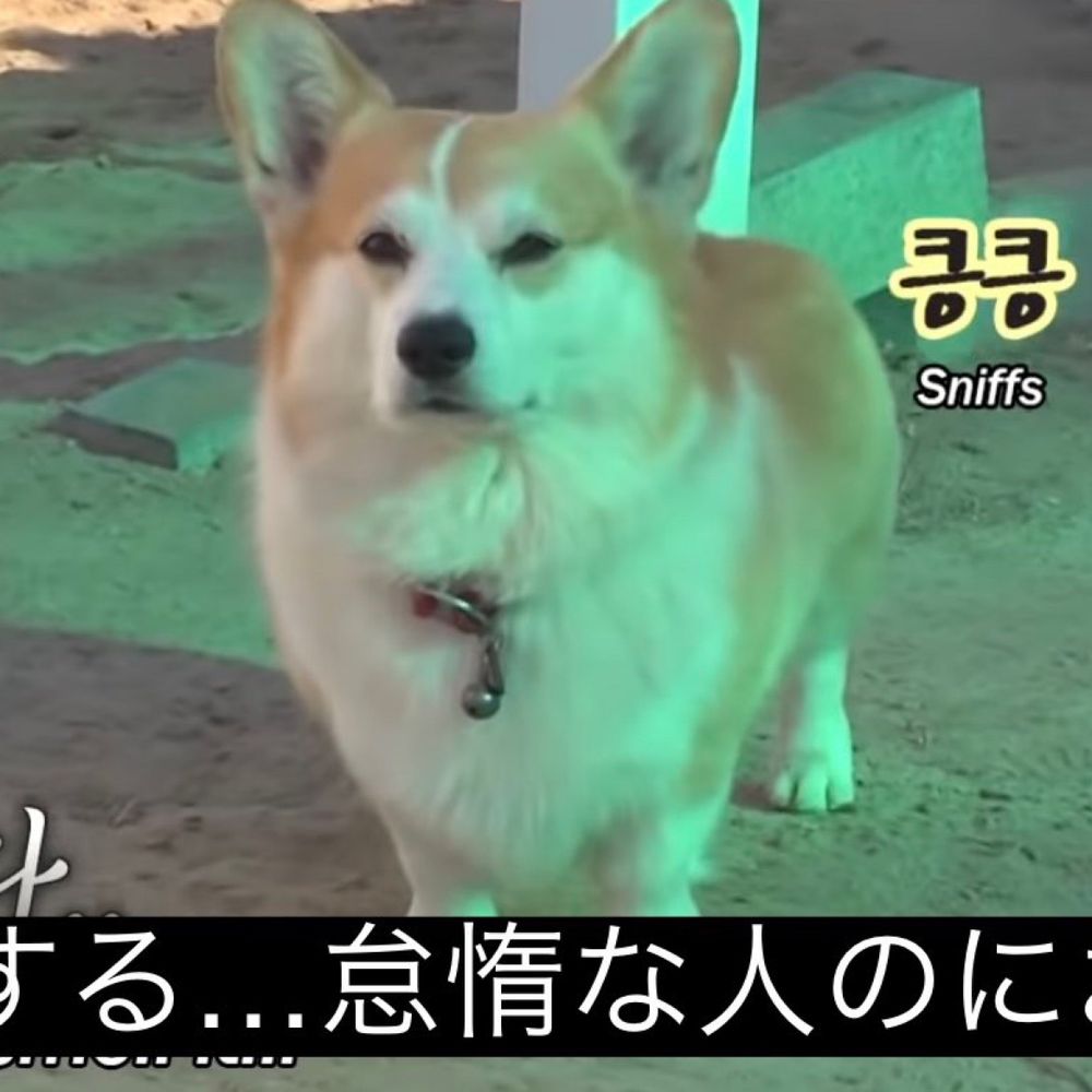 ✳︎てんちゃん✳︎