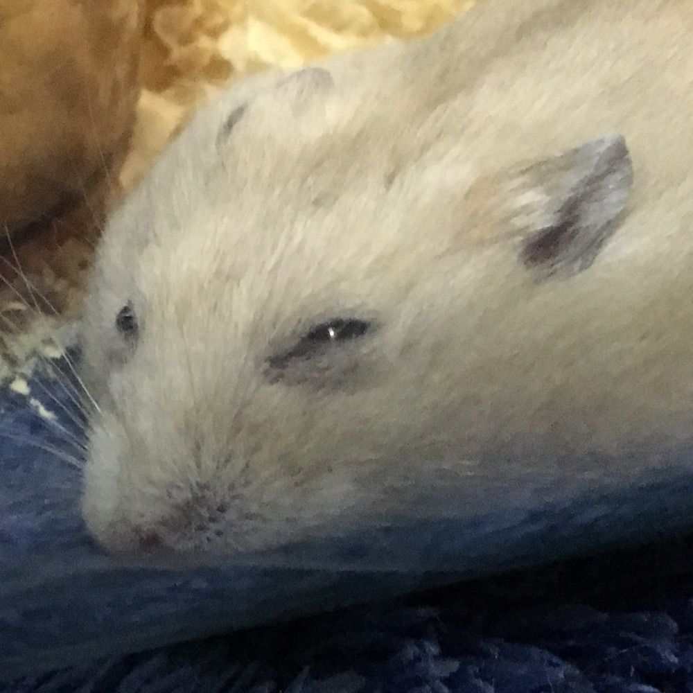 こうちゃ