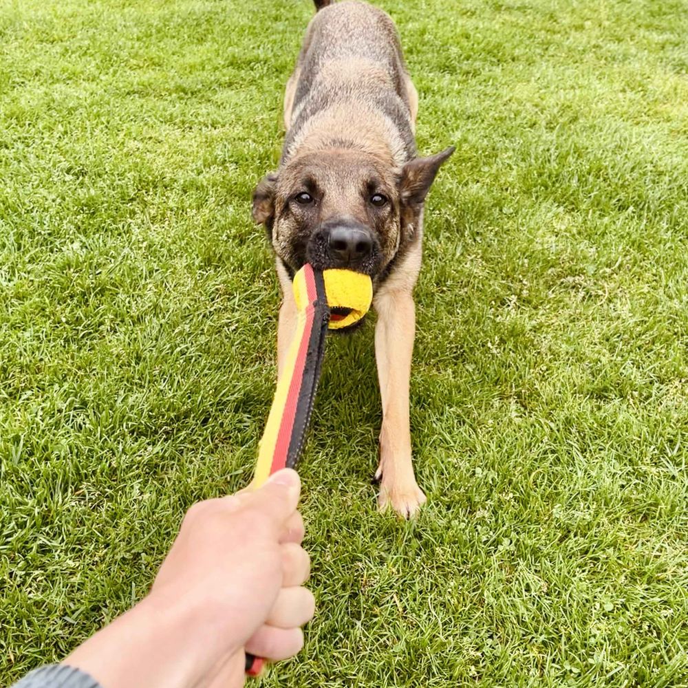 Belgian Shepherd Lovers