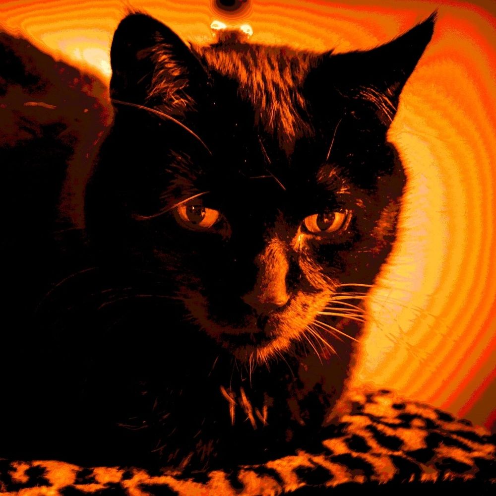 Carolannie 🧹🪄🎃👻🧙‍♀️