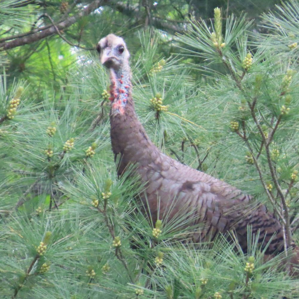 Birds of Vermont