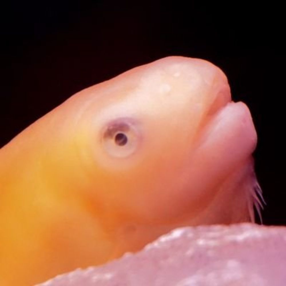 マツオ