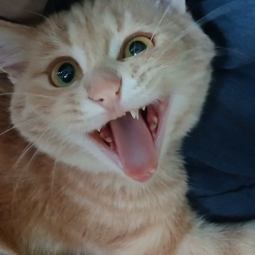 Oren