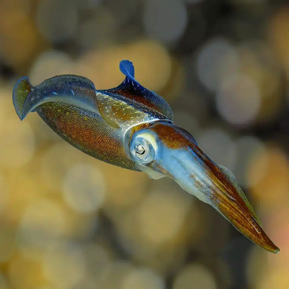SpeleoKraken