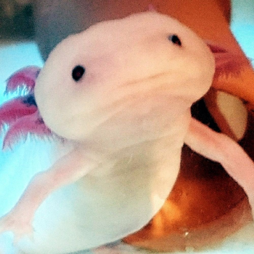 こぎ