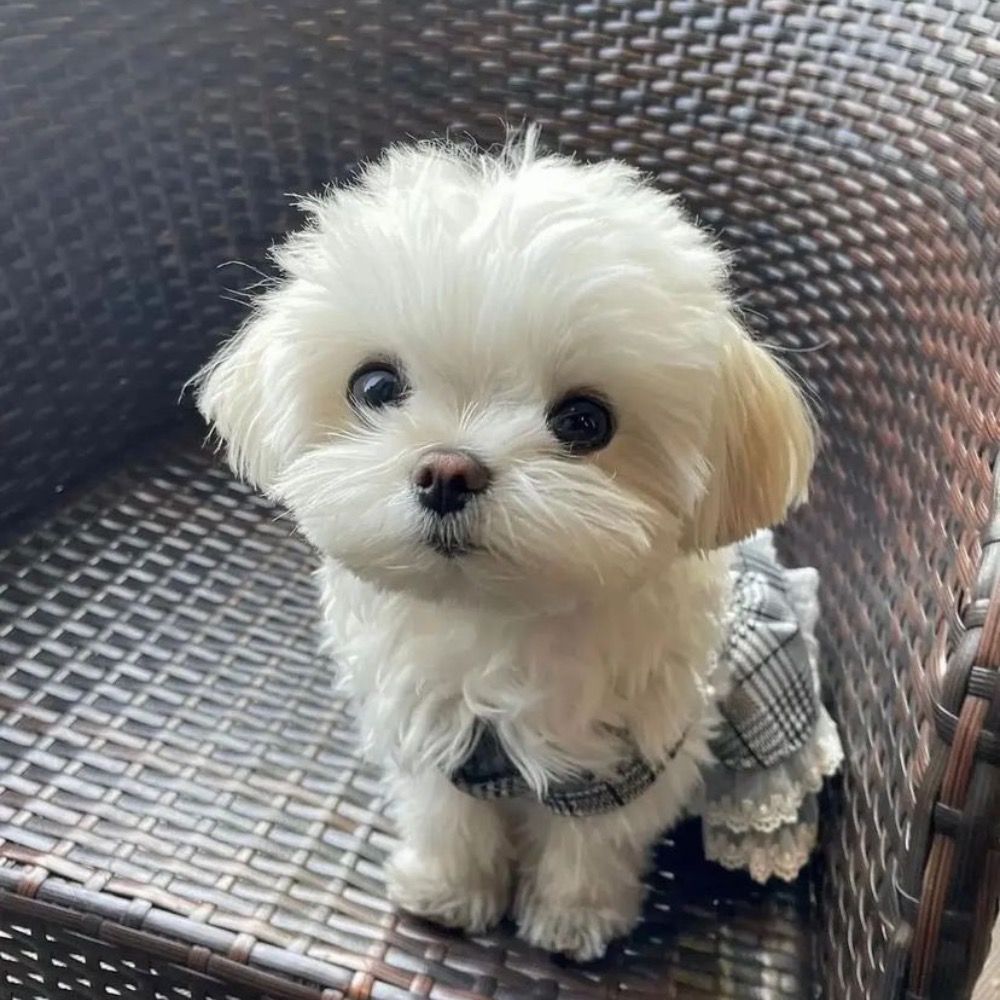 ari 