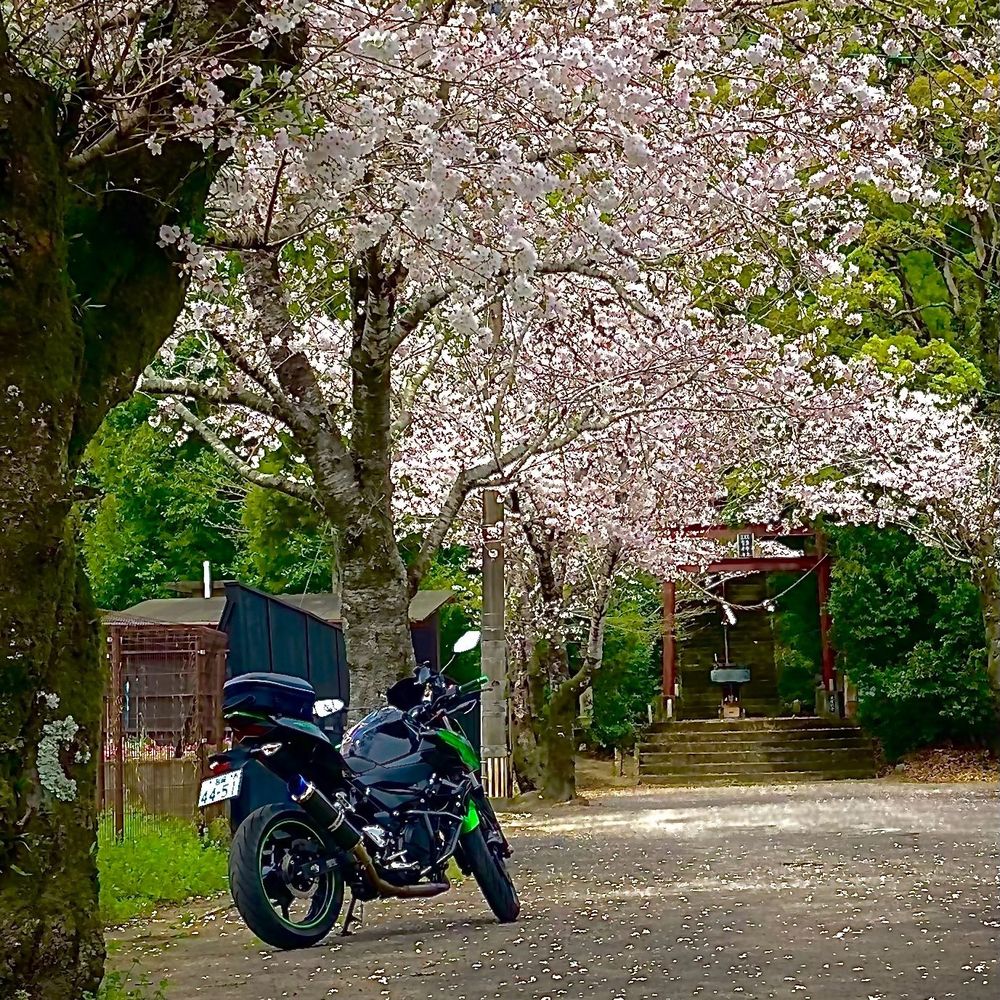 小林産のミニゴリラ