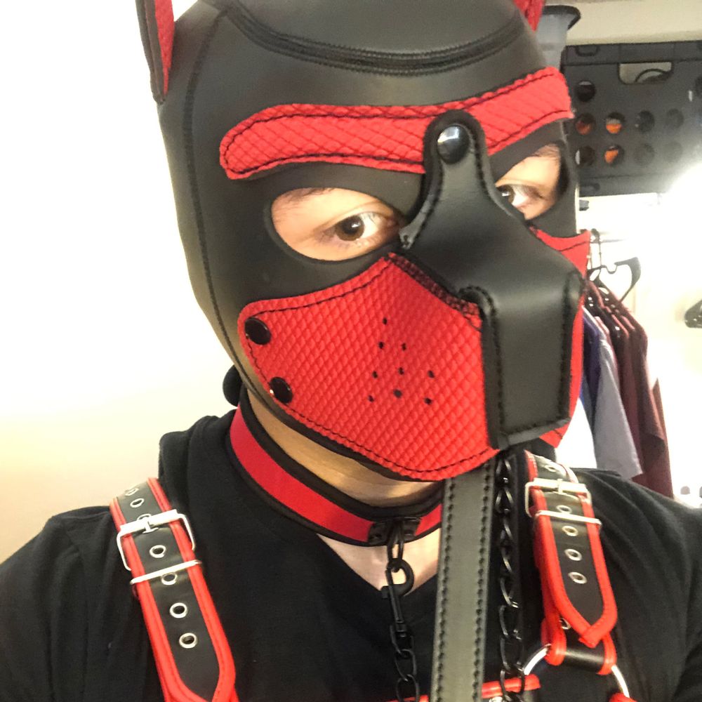 SpacePup Pyxis 🌌🐾