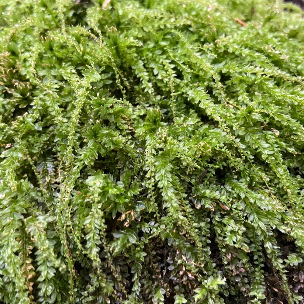 355arium.bsky.social