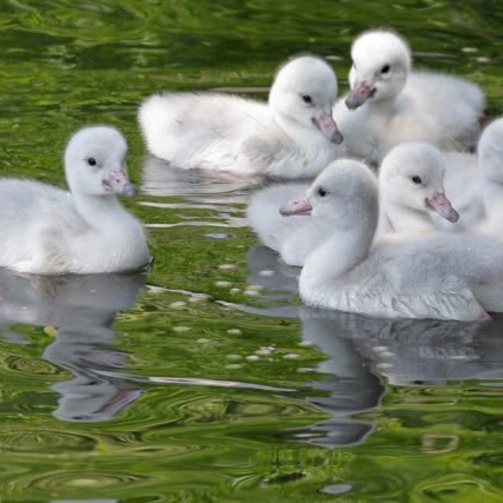 Swanfeather