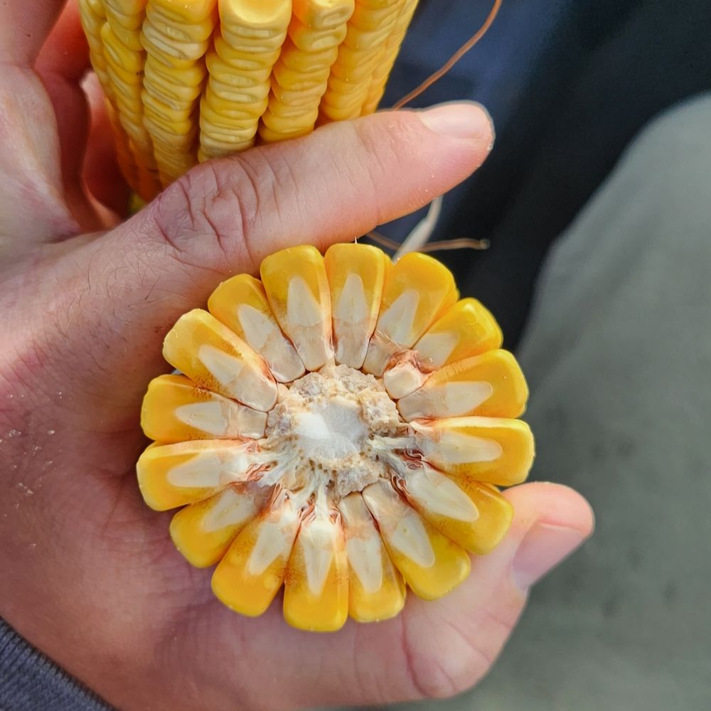 CornDad